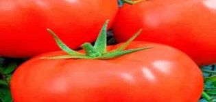 Pomidorų veislės slavų šedevro aprašymas, augalų priežiūra