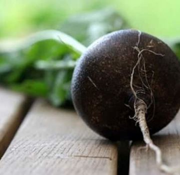 Useful properties and contraindications of black radish for the human body