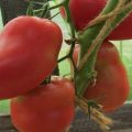 Charakteristika a opis odrody rajčiaka Grushovka, jeho úroda