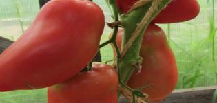 Χαρακτηριστικά και περιγραφή της ποικιλίας ντομάτας Grushovka, η απόδοσή της
