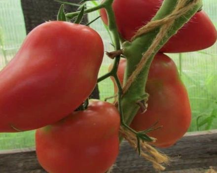 Charakteristika a opis odrody rajčiaka Grushovka, jeho úroda