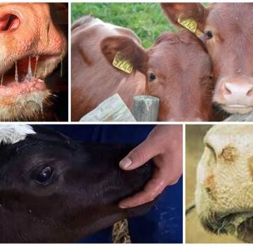 Příznaky a příčiny stomatitidy u krav, léčba a prevence skotu