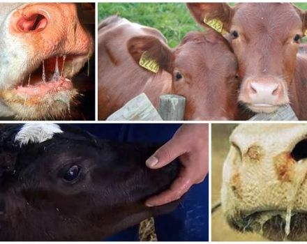 Stomatīta pazīmes un cēloņi govīm, liellopu ārstēšana un profilakse