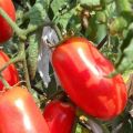Pomidorų Sibiro siurprizų įvairovės aprašymas, auginimo ir priežiūros ypatumai