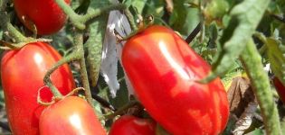 Opis odrody paradajkového sibírskeho prekvapenia, rysov pestovania a starostlivosti