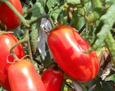 Penerangan tentang pelbagai kejutan tomato Siberia, ciri penanaman dan penjagaan