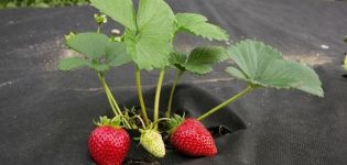 Arten von Abdeckstoffen und Materialien für Erdbeeren aus Unkraut