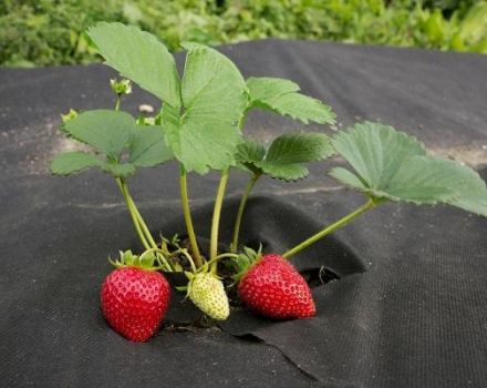 Typer som täcker tyger och material för jordgubbar från ogräs
