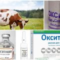 Bruksanvisning för kor Oxytocin, doser för djur och analoger