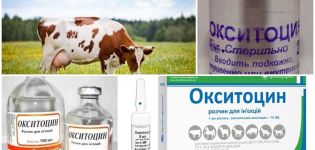 Brugsanvisning til køer Oxytocin, doser til dyr og analoger