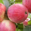 In welchen Regionen ist es am besten, die Apfelsorte Zimt neu zu pflanzen, Beschreibung der Früchte und Geschmackseigenschaften