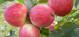 У којим је регионима најбоље посадити сорту јабука Цимет нова, опис воћа и карактеристике укуса