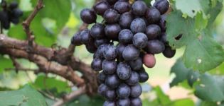 Beskrivning och egenskaper hos Valiant druvsorten, odlingsregler och lagring