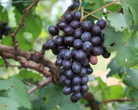 Valiant vynuogių veislės aprašymas ir savybės, auginimo ir laikymo taisyklės