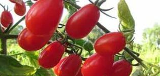 Pomidorų veislės „Elf f1“ aprašymas, auginimo ir priežiūros ypatybės