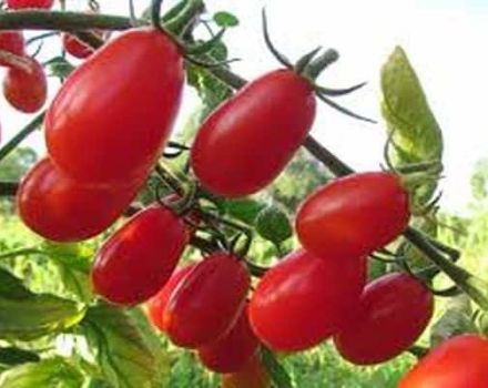 Descrizione della varietà di pomodoro Elf f1, caratteristiche di coltivazione e cura