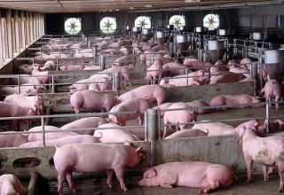 System och metoder för att hålla grisar hemma för nybörjare