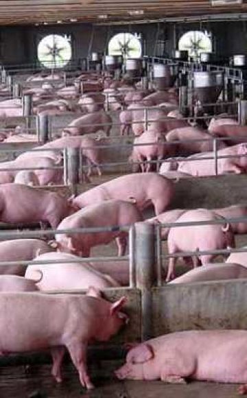أنظمة وطرق تربية الخنازير بالمنزل للمبتدئين