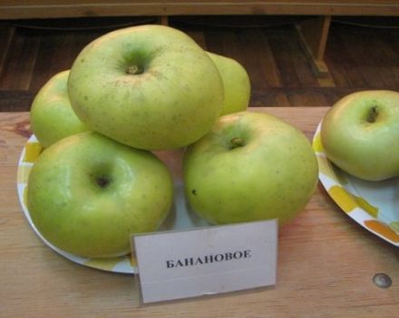 Опис сорте јабуке банане: зрење и плодност, у којим регионима расте