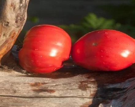 Descripción de la variedad de tomate Guapo carnoso y sus características