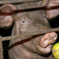 Anledningar till att ett gris inte äter efter faring och vad man ska göra, behandlingsmetoder