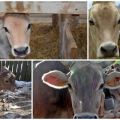 Cosa significa sterilità nelle mucche e le sue cause, è possibile mungere