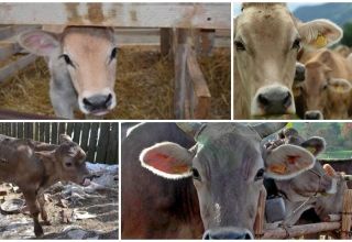 Que signifie la stérilité chez les vaches et ses causes, est-il possible de traire