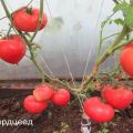 Descripción de la variedad de tomate Smoothie y sus características