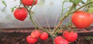 Beschreibung der Tomatensorte Smoothie und ihrer Eigenschaften