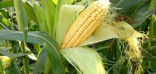 De bästa föregångarna till majs i en grödrotation som kan planteras efter