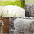 Топ 8 пасмина коза, њихове карактеристике и поређење