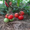 Description of the Paradise apple tomato variety, features of cultivation and care