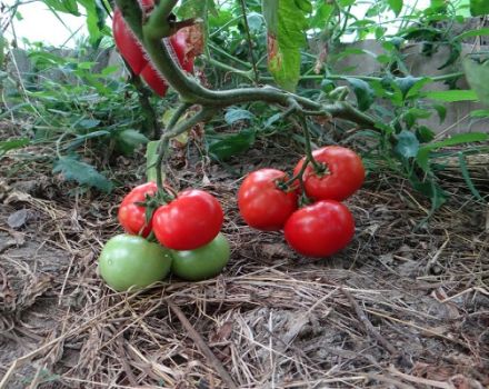 Descripción de la variedad de tomate manzana Paradise, características de cultivo y cuidado.