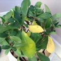 Por qué las hojas de algodoncillo pueden volverse amarillas y caerse, qué hacer para el tratamiento