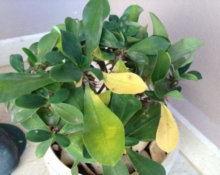 Por qué las hojas de algodoncillo pueden volverse amarillas y caerse, qué hacer para el tratamiento