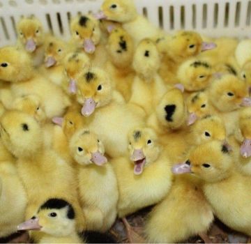 When and at what age can ducklings be released outside and allowed to swim