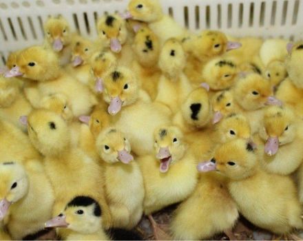 Зашто патке умиру код куће и како се спасити, како се лечити