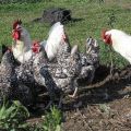 Pushkinskaya viščiukų veislės savybės ir aprašymas, priežiūros taisyklės