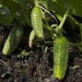 Beschrijving van de variëteit aan komkommers Vrolijke jongens, kenmerken van teelt en productiviteit