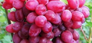 Egenskaper av druvsorten Sofia, beskrivning av frukt och odlingsegenskaper