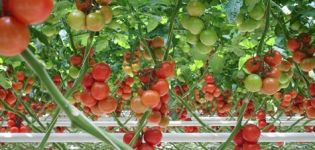 Caractéristiques et description de la variété de tomate Red Arrow