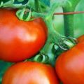 Beskrivning av tomatsorten Emperor F1, dess utbyte