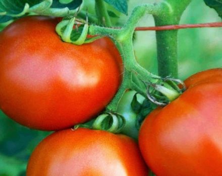 Beschrijving van tomatenras Tsar F1, de opbrengst