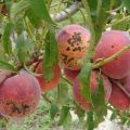 Effektiva persikapest- och sjukdomsbekämpningsåtgärder