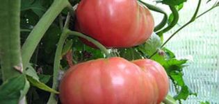 Pomidorų veislės pulko vado aprašymas, jo ypatybės ir auginimas