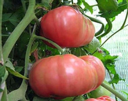 Beskrivelse af tomatsorten Regiment Commander, dens egenskaber og dyrkning