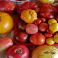 Una selezione delle migliori varietà di pomodori per la regione nord-ovest