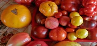 Una selección de las mejores variedades de tomate para la región noroeste