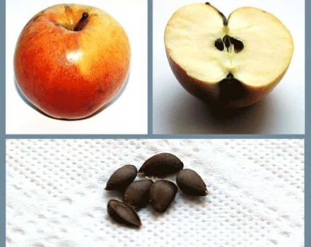 Ar įmanoma iš sėklos išauginti obelį ir kaip tinkamai prižiūrėti sodinukus namuose