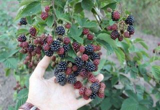 Description and characteristics of Black Satin blackberries, planting and care in the open field